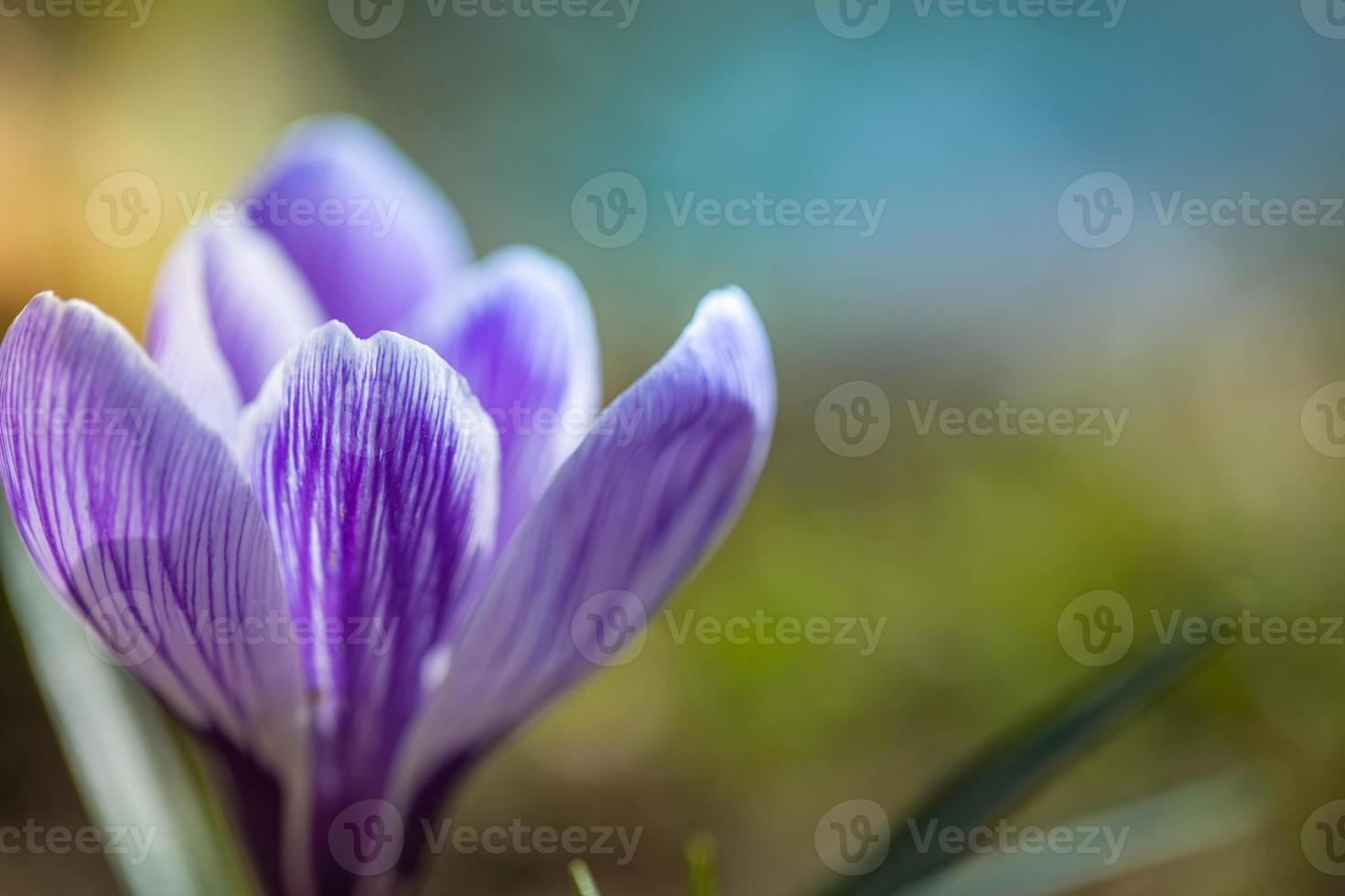 hermosas flores de primavera suave, paisaje de naturaleza borrosa bokeh. azafrán frente a la puesta de sol, con un suave bokeh al atardecer foto