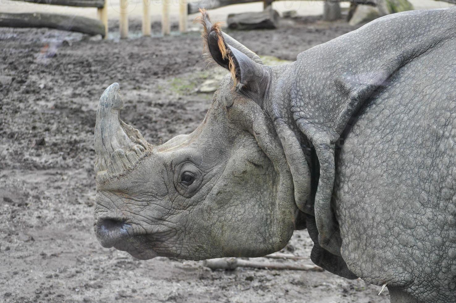 Rhinoceros mammal animal photo