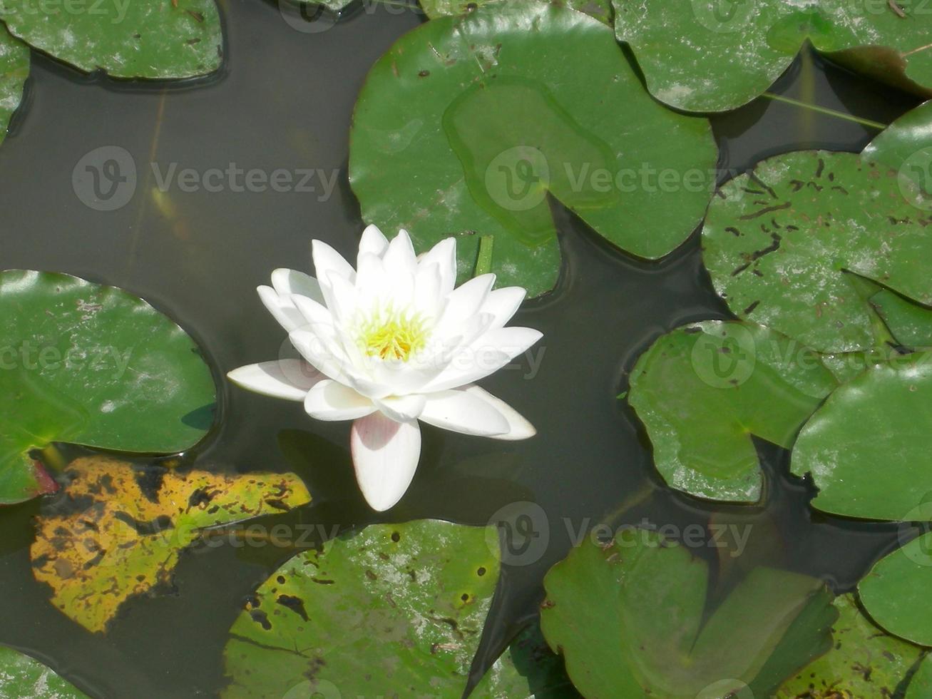 Water lily Nimphaea photo