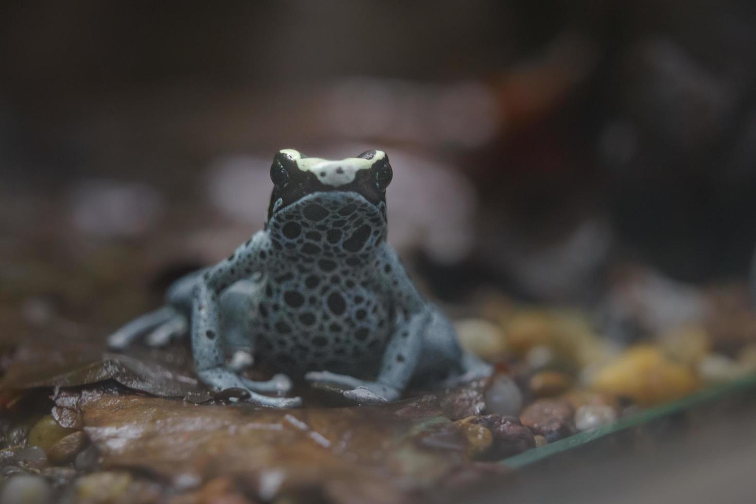 teñido de rana dardo foto