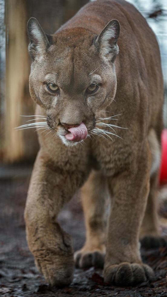 retrato de puma foto