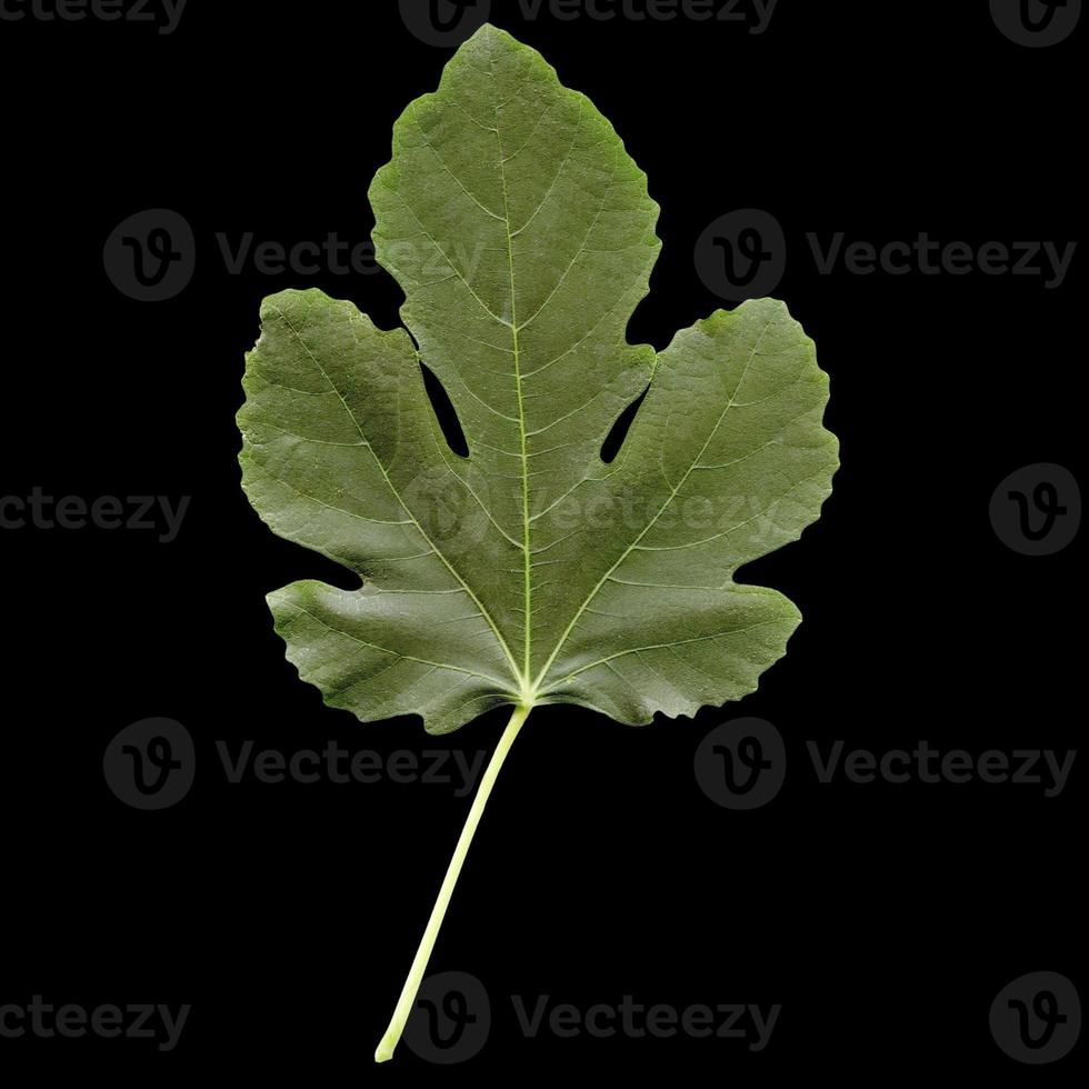 Fig leaf isolated photo