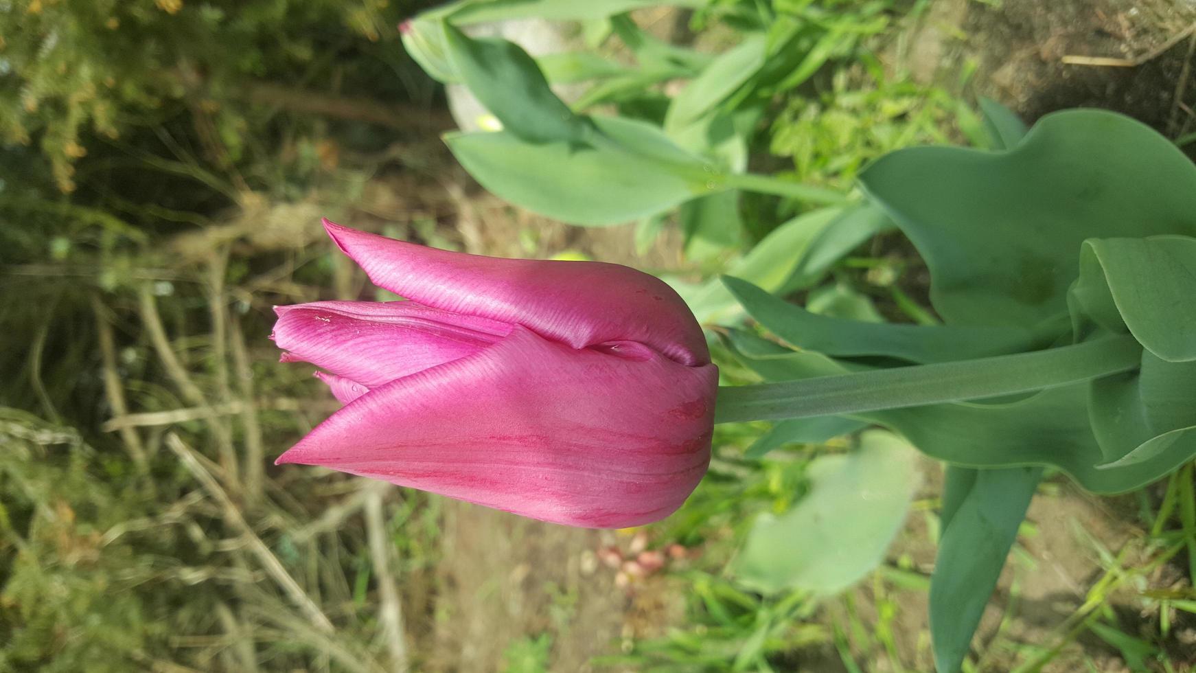 Violet tulips flower in the garden photo