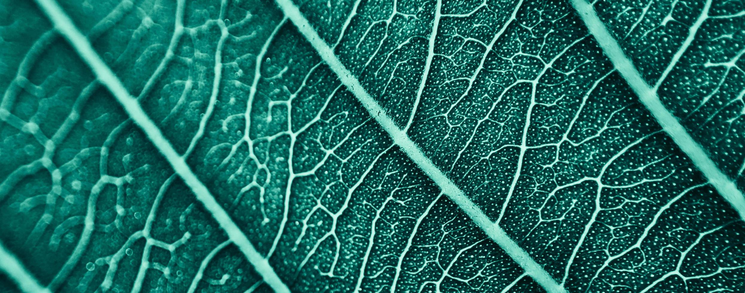 close up abstract pattern of tropical foliage with blue pastel color , nature background. photo