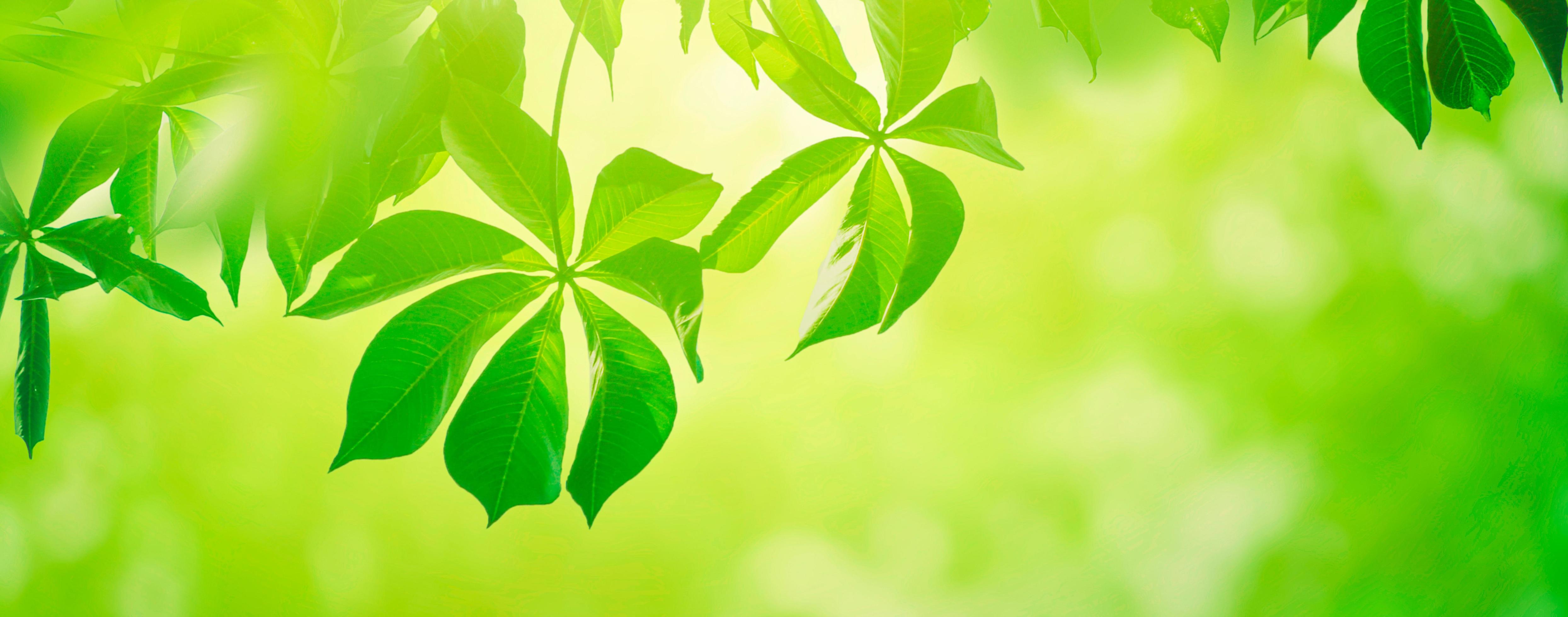 Closeup beautiful panoramic view of nature green leaves on blurred greenery  background with sunlight 4884043 Stock Photo at Vecteezy