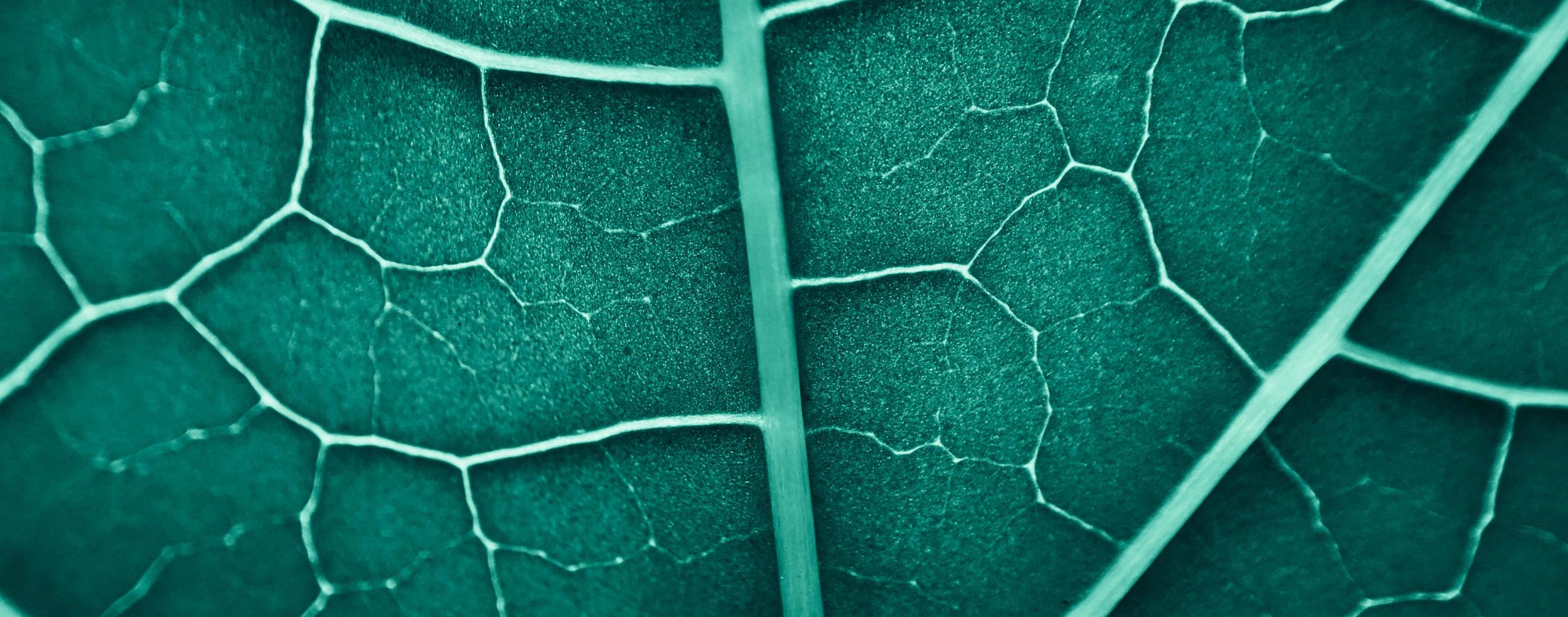 close up abstract pattern of tropical foliage with blue pastel color , nature background. photo
