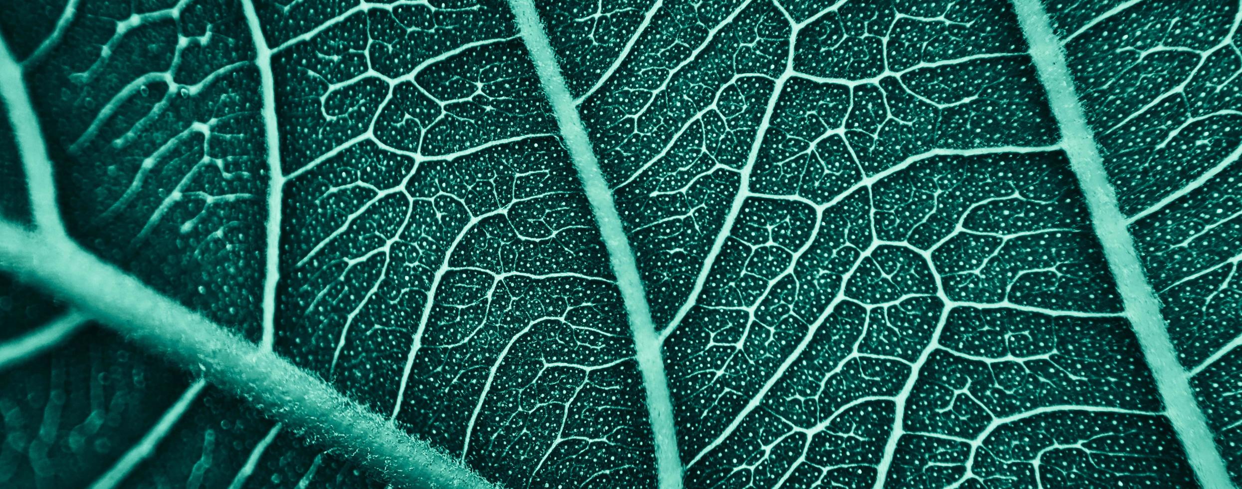close up abstract pattern of tropical foliage with blue pastel color , nature background. photo