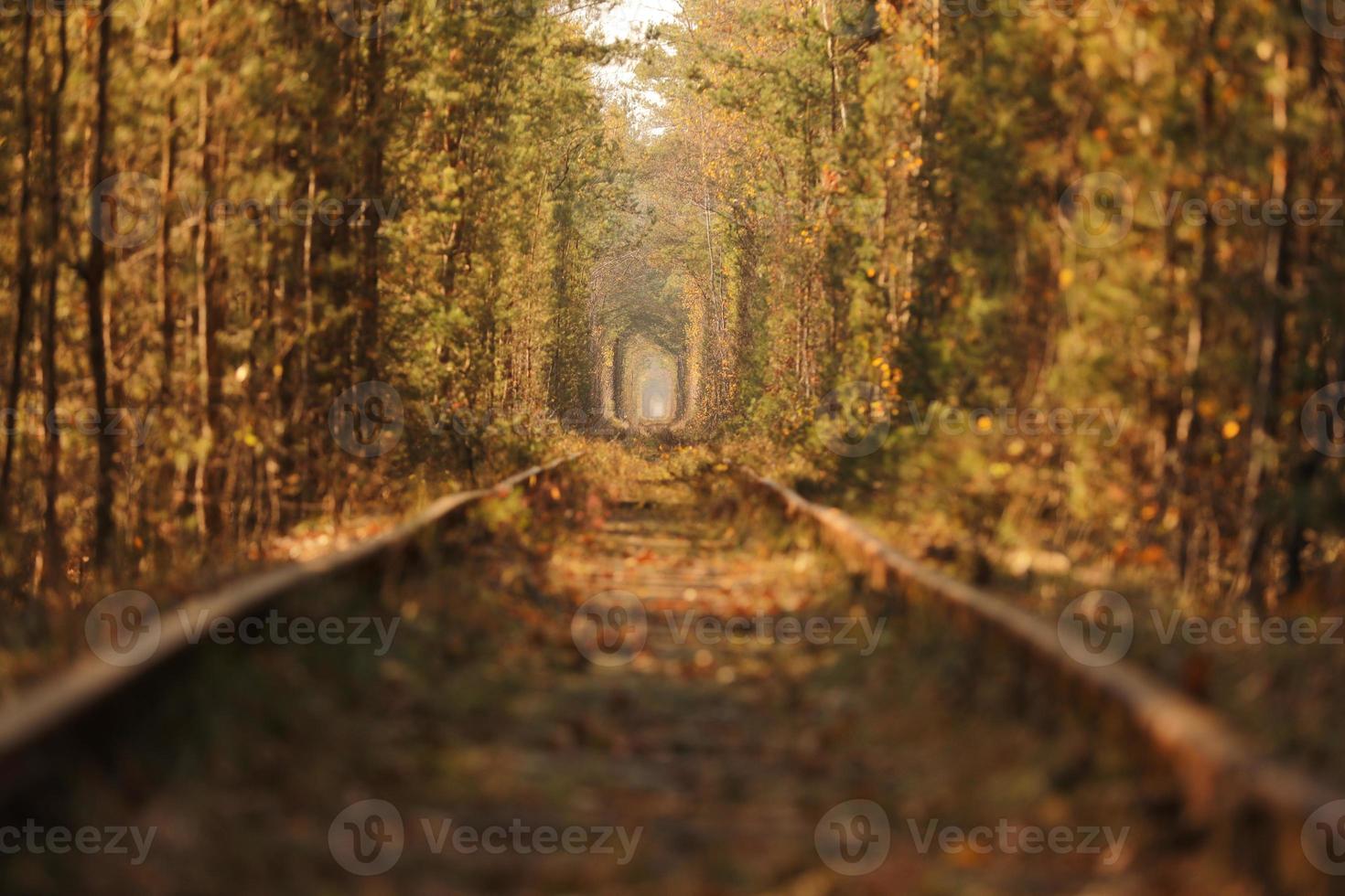 otoño otoño túnel del amor. túnel formado por árboles y arbustos a lo largo de un antiguo ferrocarril en klevan ucrania. enfoque selectivo foto