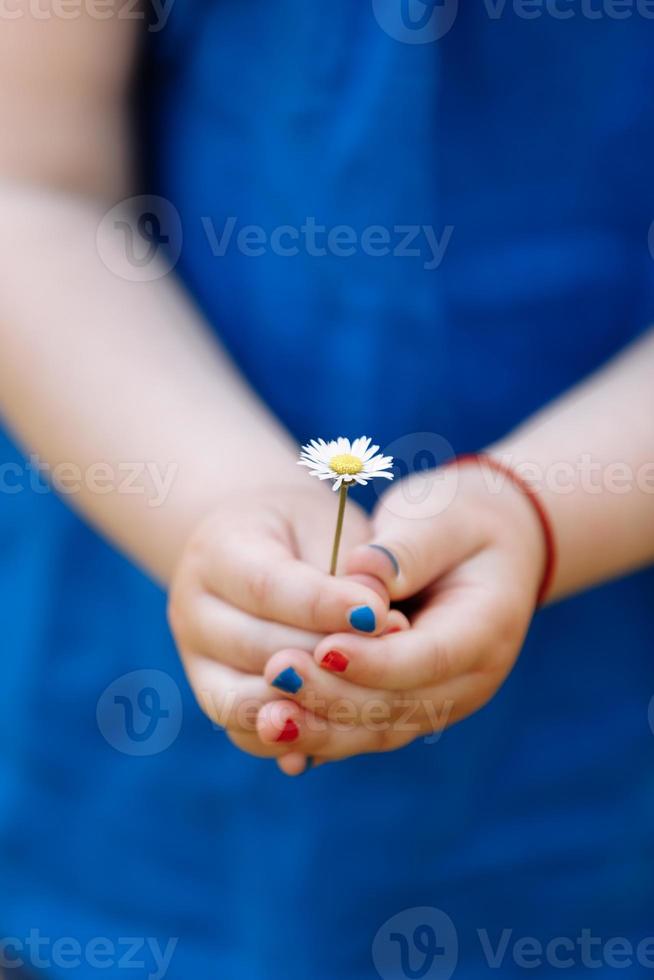 little girl in a blue blouse is holding a chamomile flower in her hands with manicure in a spring garden. selective focus. photo