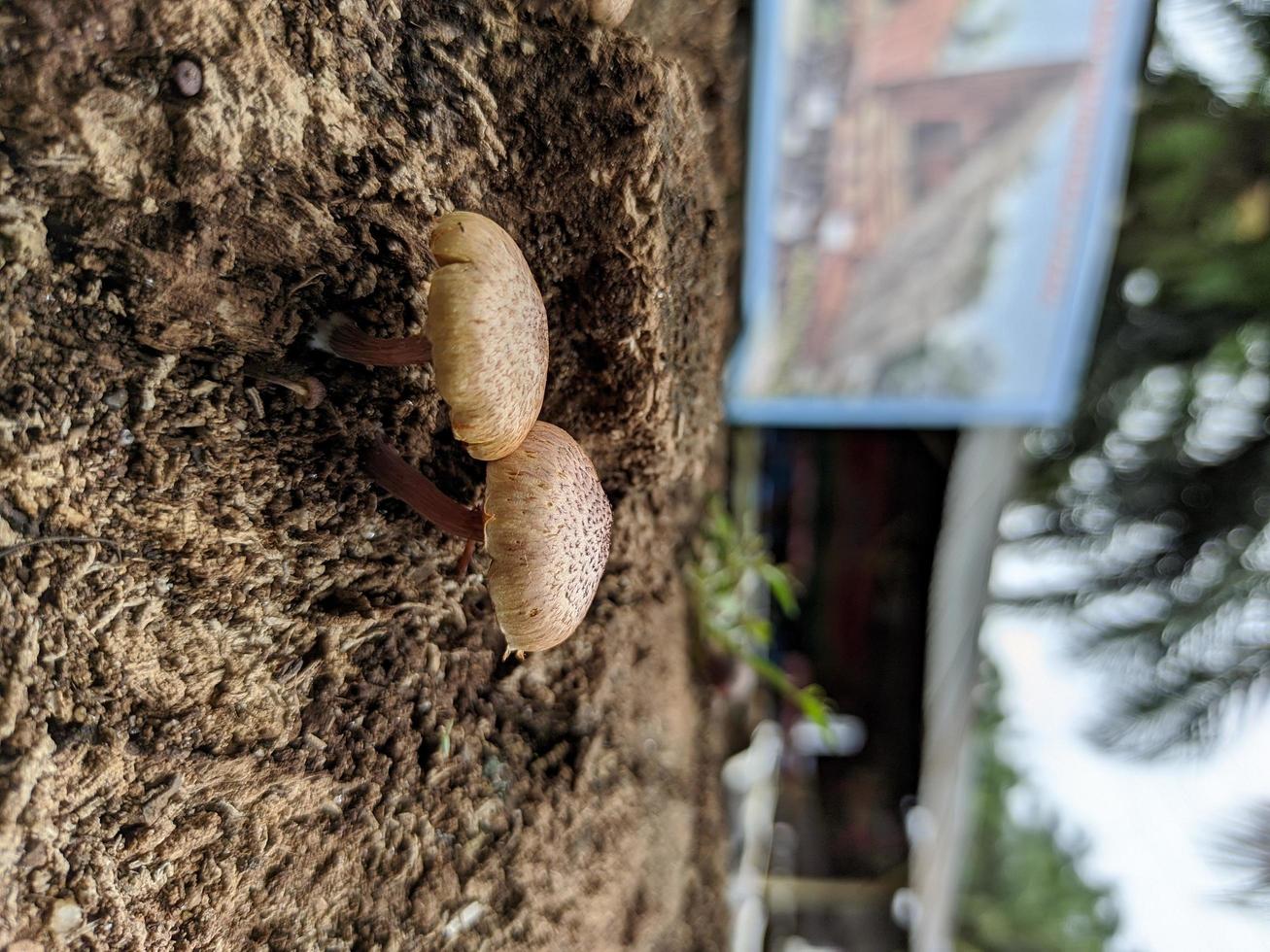 two small mushrooms growing on the ground near a dead tree trunk photo