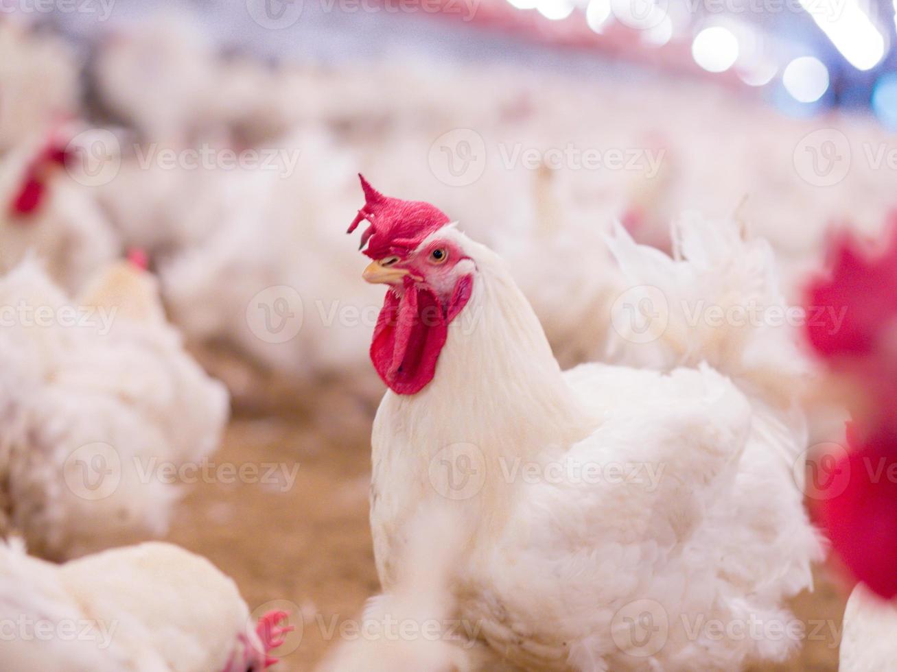 granja avícola con pollo. cría, negocio de vivienda con el fin de criar carne, cría de pollos blancos, piensos en viviendas interiores. pollo vivo para la producción de carne y huevos dentro de un almacén. foto