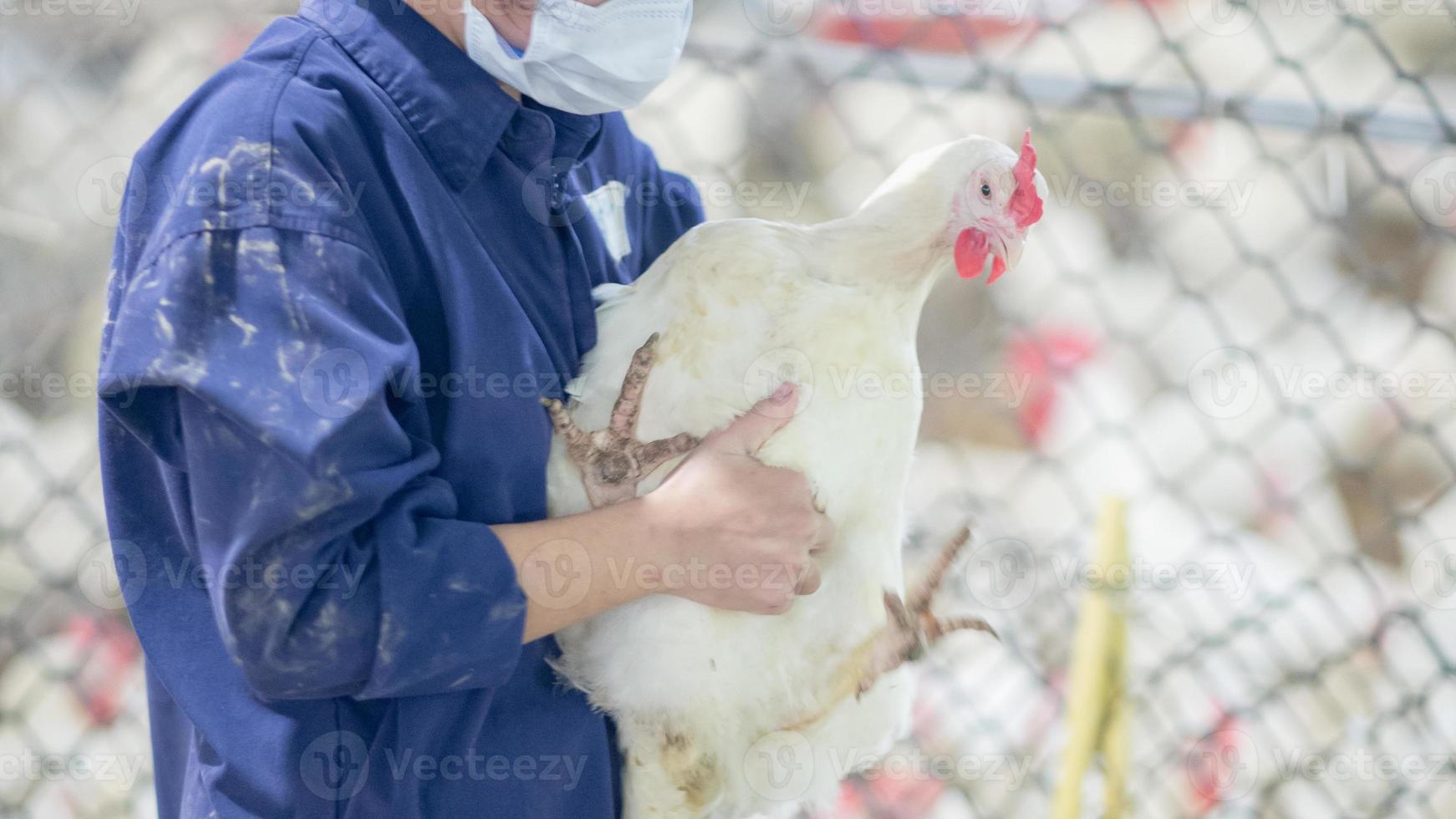 granja avícola con pollo. cría, negocio de vivienda con el fin de criar carne, cría de pollos blancos, piensos en viviendas interiores. pollo vivo para la producción de carne y huevos dentro de un almacén. foto