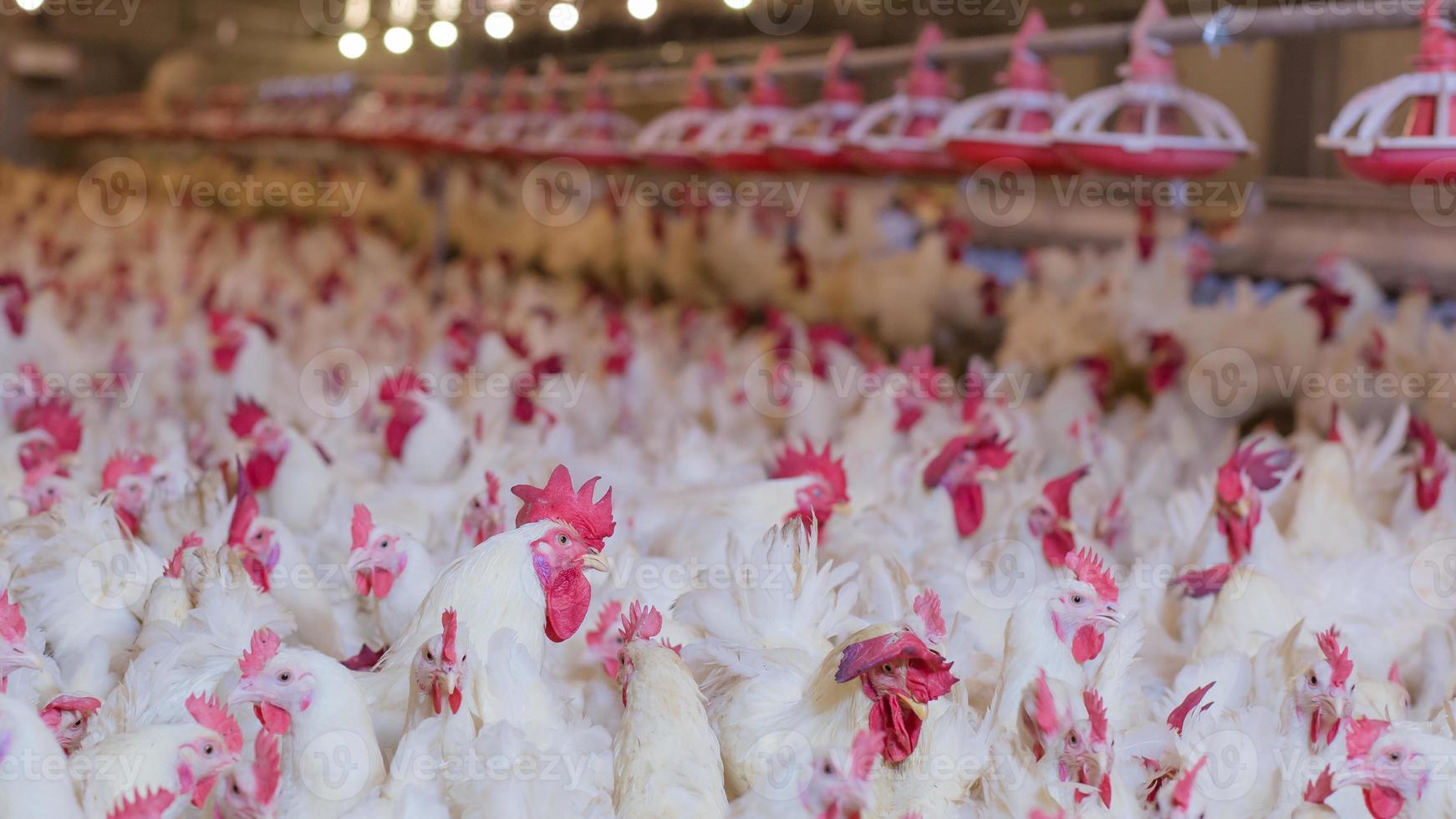 Poultry farm with chicken. Husbandry, housing business for the purpose of farming meat, White chicken Farming feed in indoor housing. Live chicken for meat and egg production inside a storage. photo