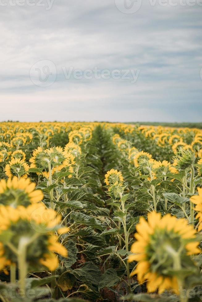 field of sunflowers photo