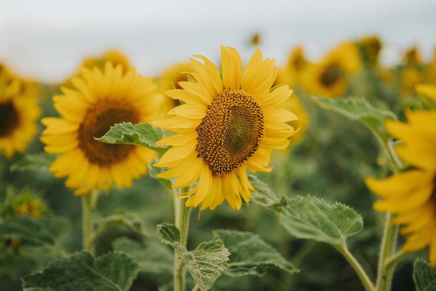 primer plano de girasoles foto