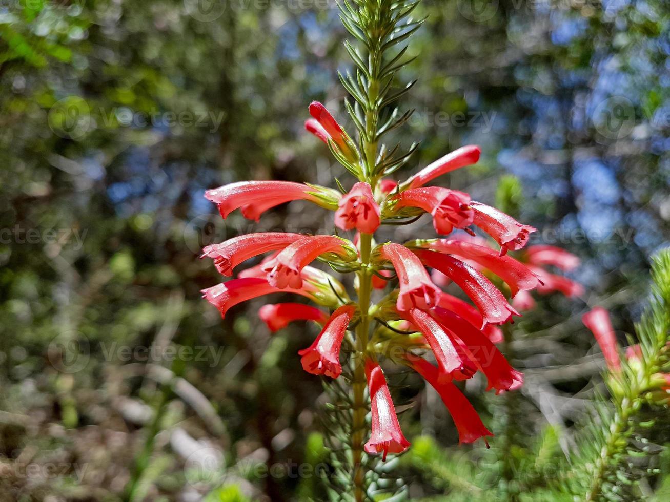 hermosas flores rojas y plantas de la montaña de la mesa de sudáfrica. foto