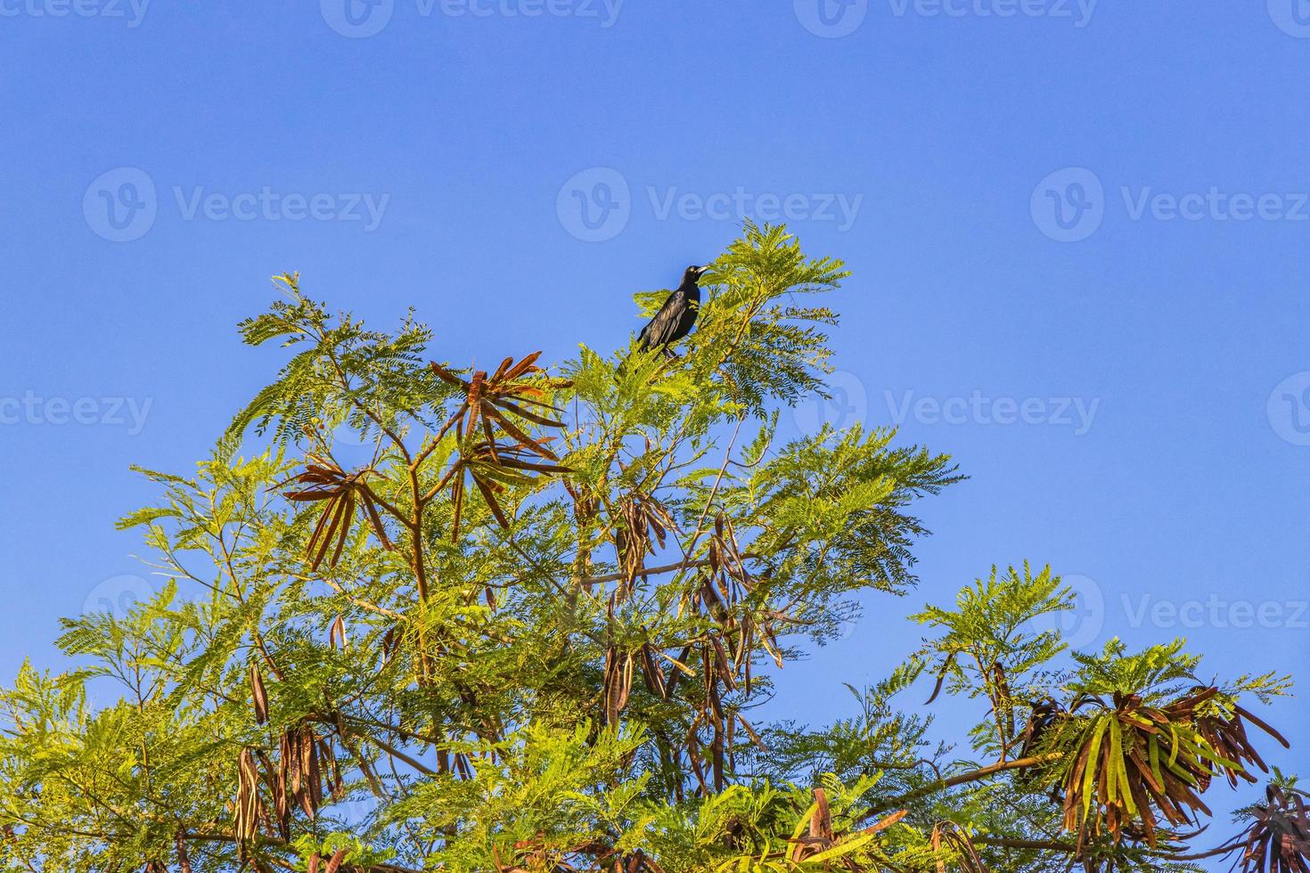 grackle pájaro de cola grande se sienta en la corona de árboles tropicales de méxico. foto