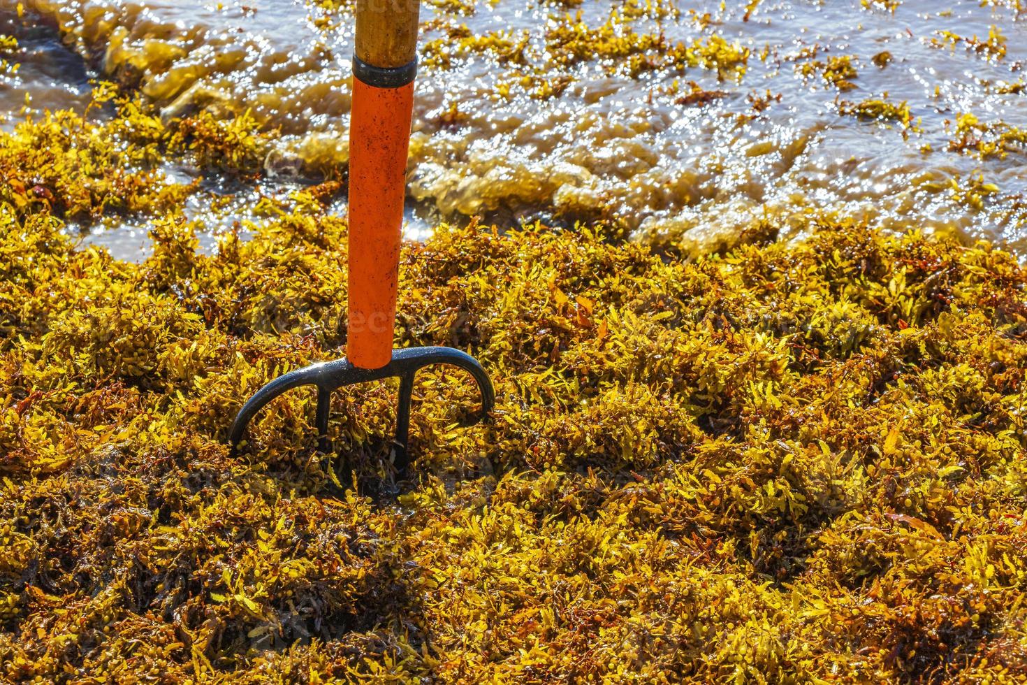 Pitchfork rake broom seaweed sargazo beach Playa del Carmen Mexico. photo