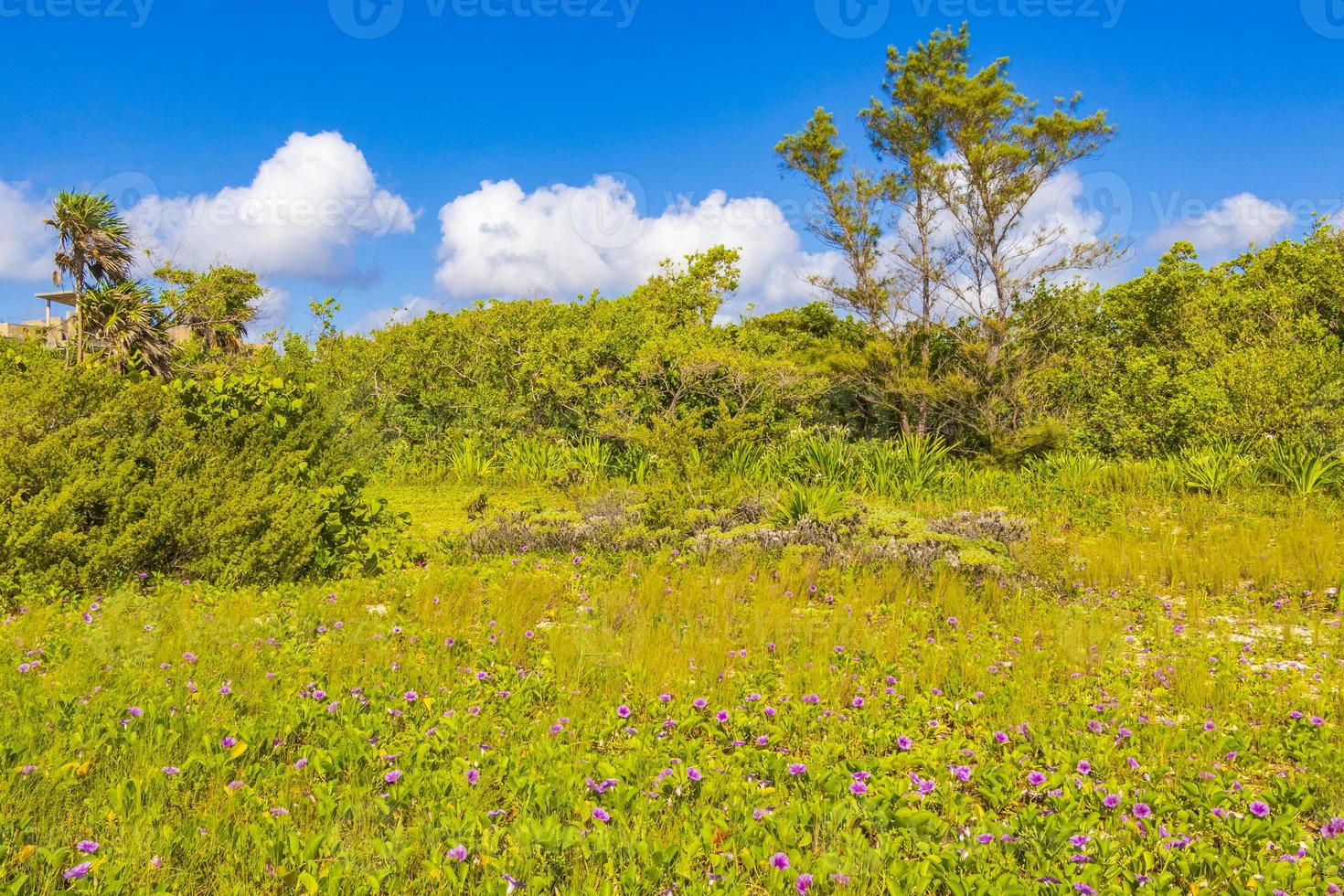 plantas tropicales en el bosque natural de la playa playa del carmen mexico. foto