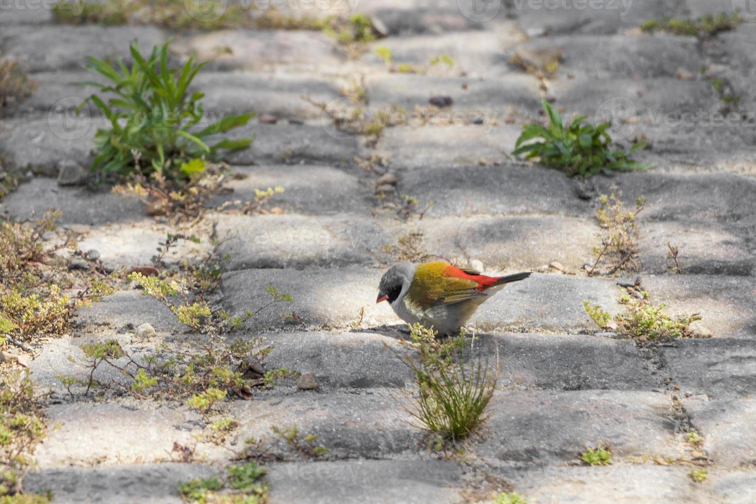 pájaro colorido en ciudad del cabo, sudáfrica. foto