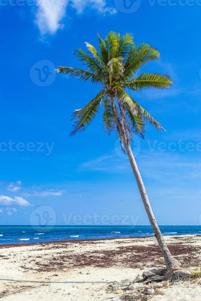 palmera tropical inclinada cielo azul playa del carmen mexico. foto