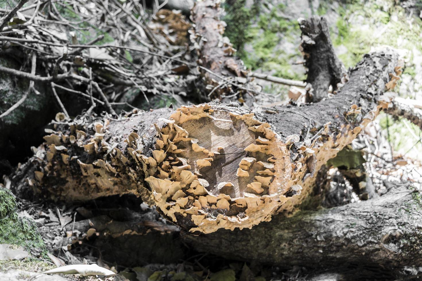 Ataque de hongos en el tronco de un árbol muerto. foto