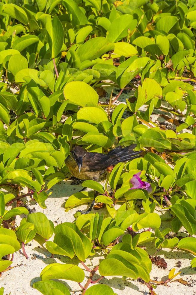 El pájaro grackle de cola grande se está poniendo caliente en la playa de México. foto