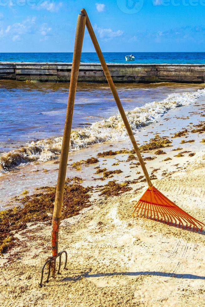 Pitchfork rake broom seaweed sargazo beach Playa del Carmen Mexico. photo