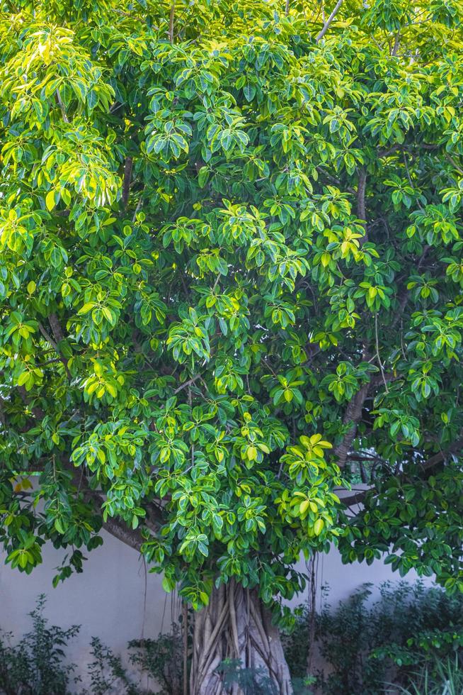 Big tropical tree natural pedestrian walkways Playa del Carmen Mexico. photo