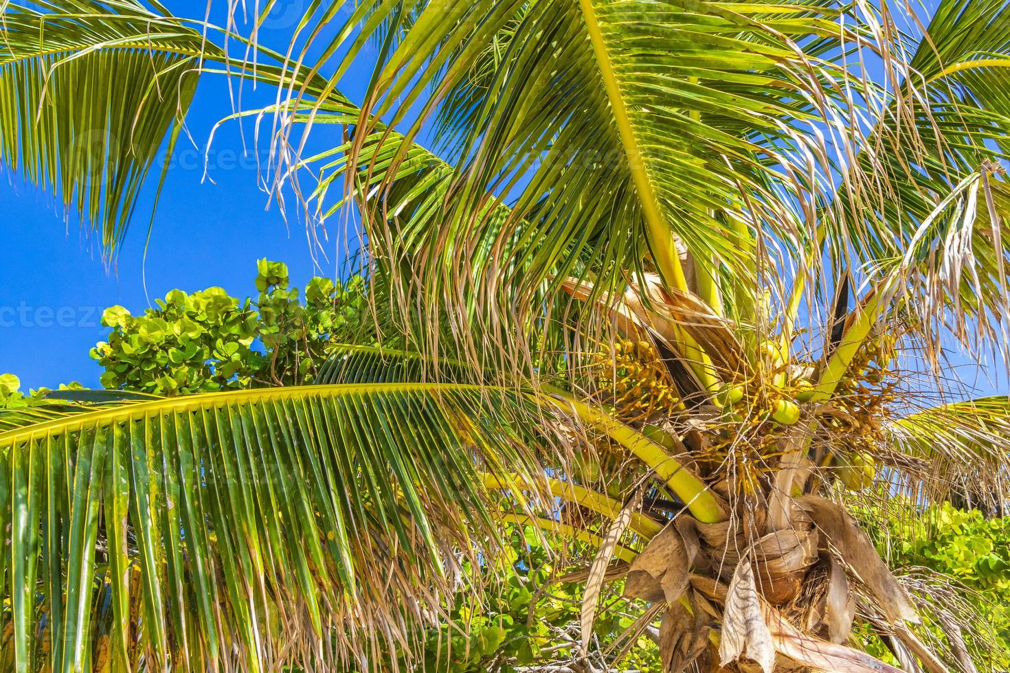 Tropical palm tree with blue sky Playa del Carmen Mexico. photo