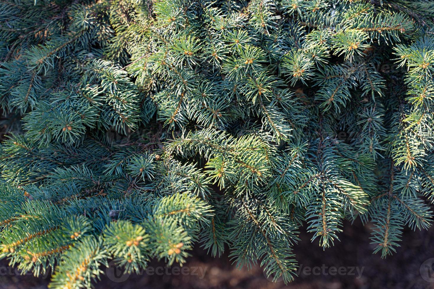 Spruce green coniferous tree branches photo