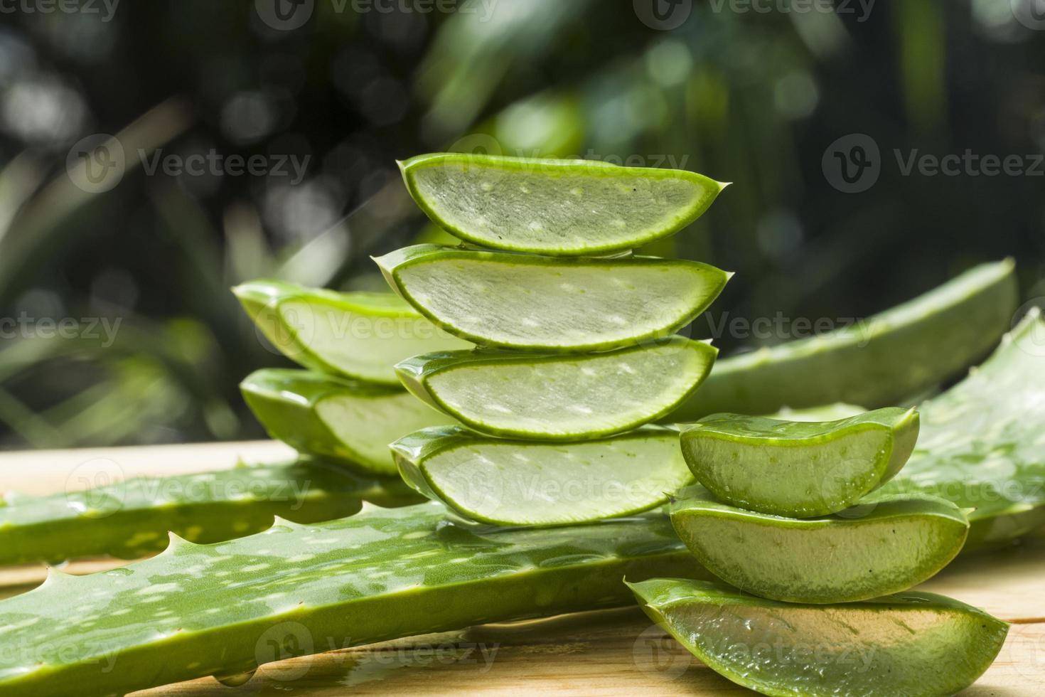 aloe vera fresco foto