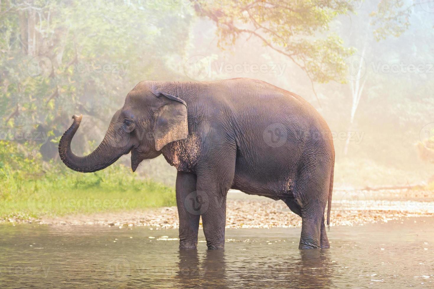 Elephants on nature river in deep nature forest at Thailand,Asia. photo