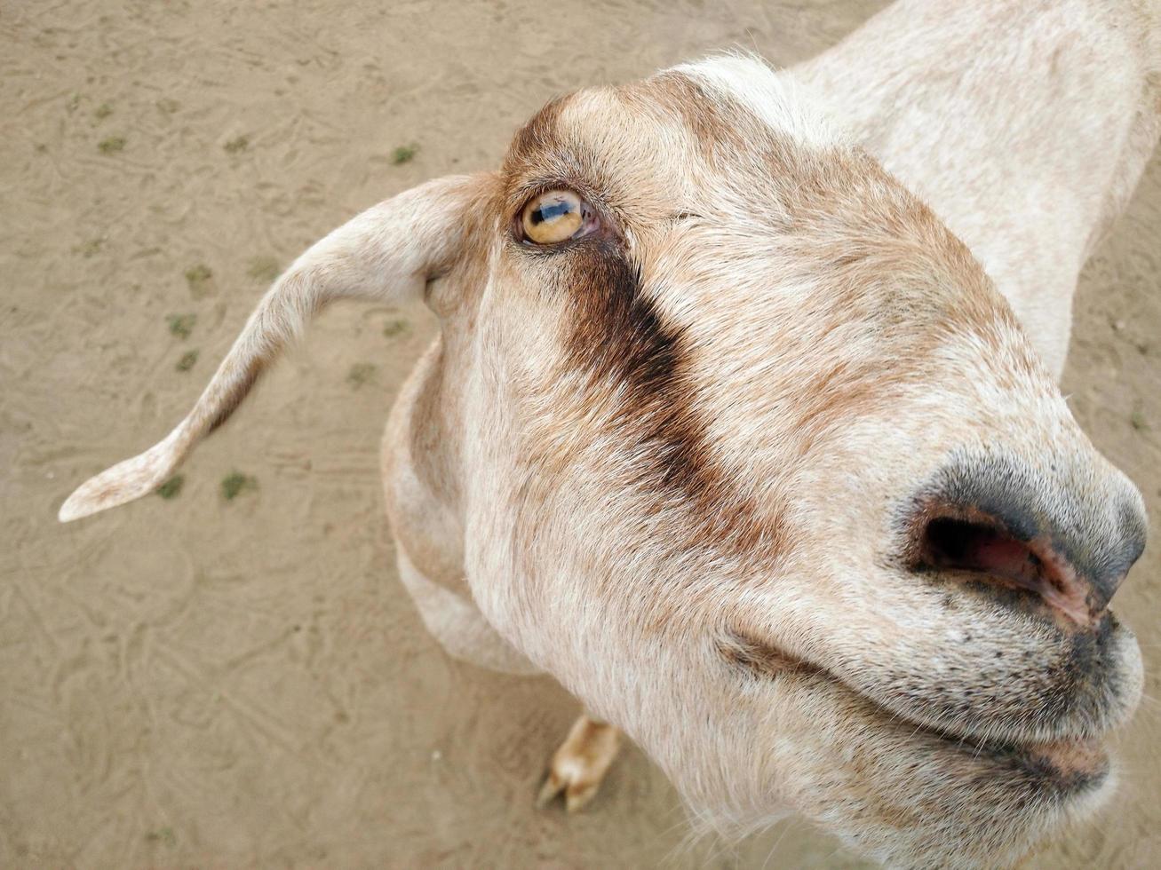 Closeup of a goat's face photo