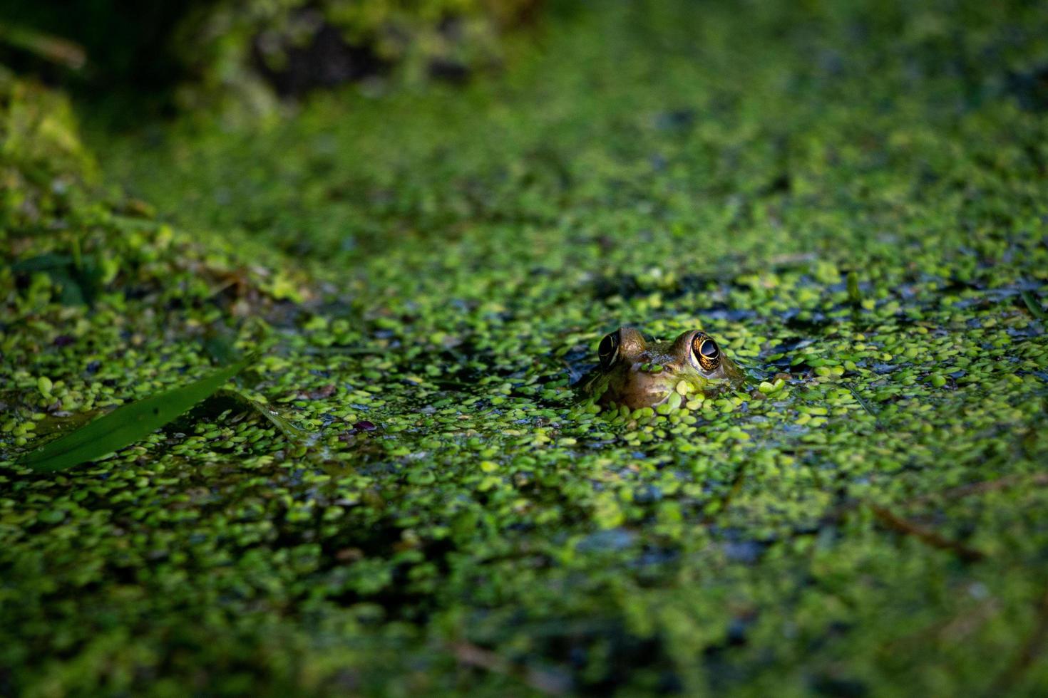 Frog peeking its head out of the water photo