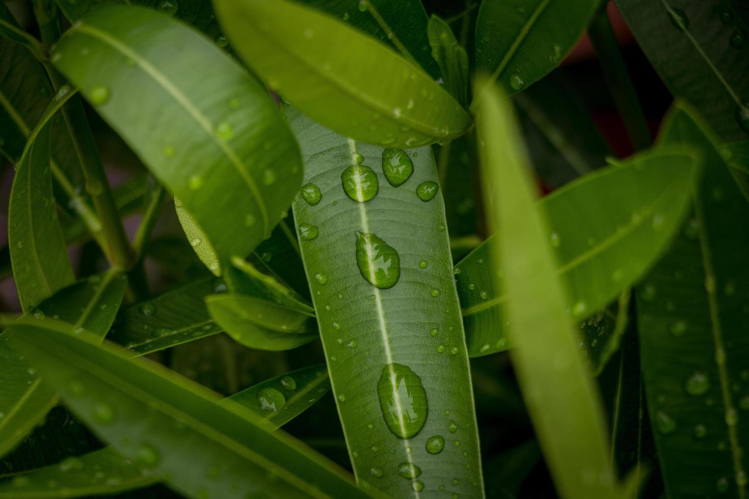 gotas de agua en las hojas foto