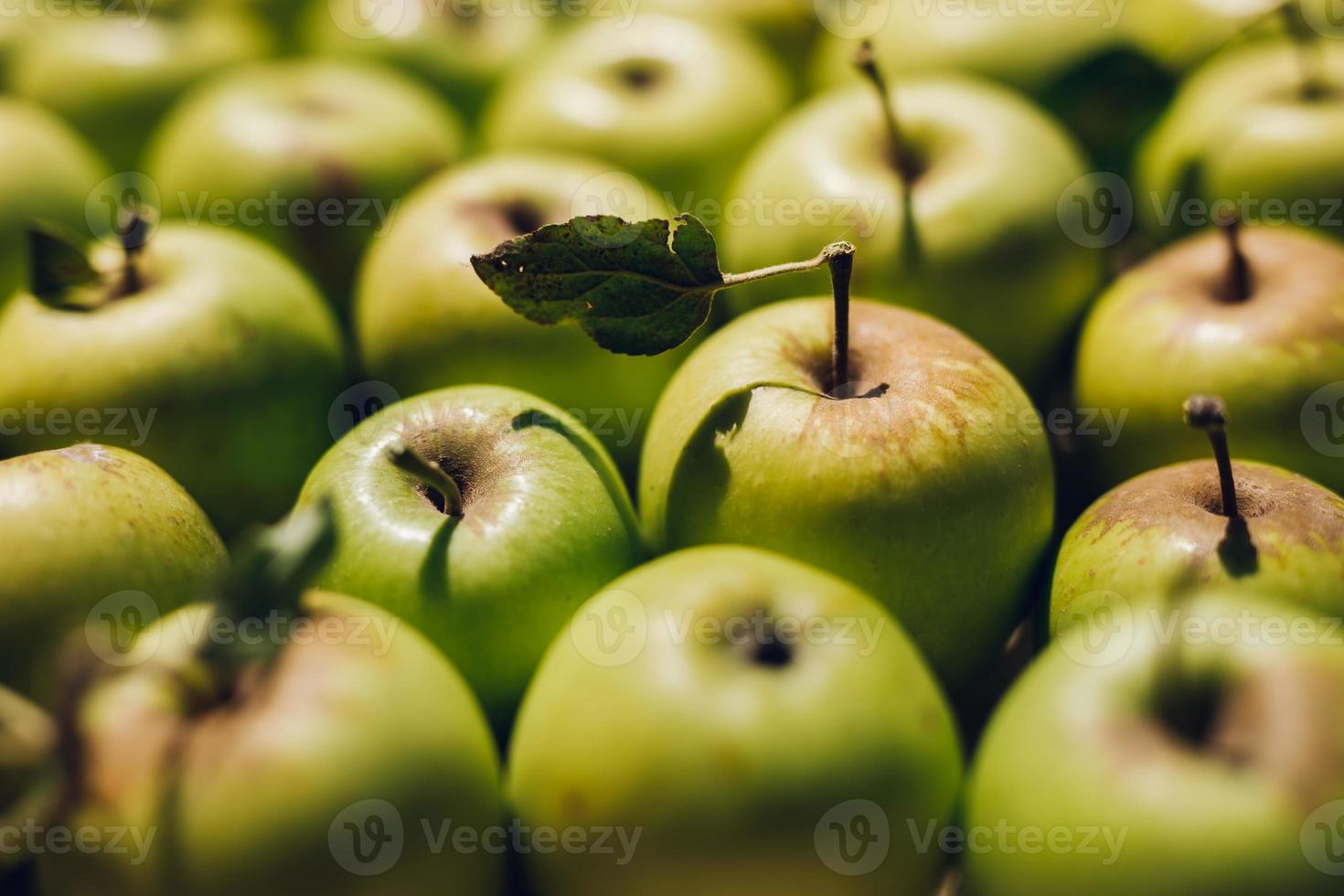 a shoot of full green apples background photo