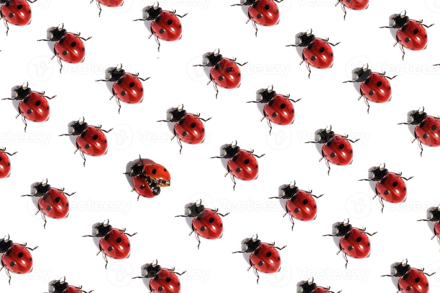 ladybird pattern on a white background photo