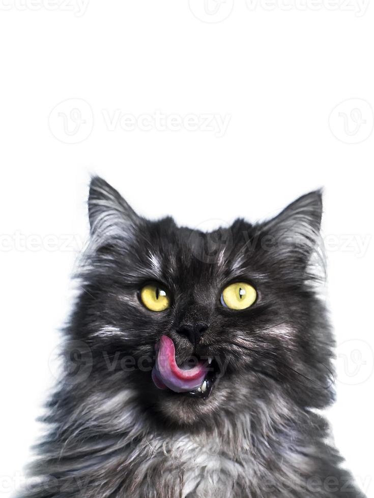 Portrait of a beautiful fluffy cat, cat licking, isolate photo