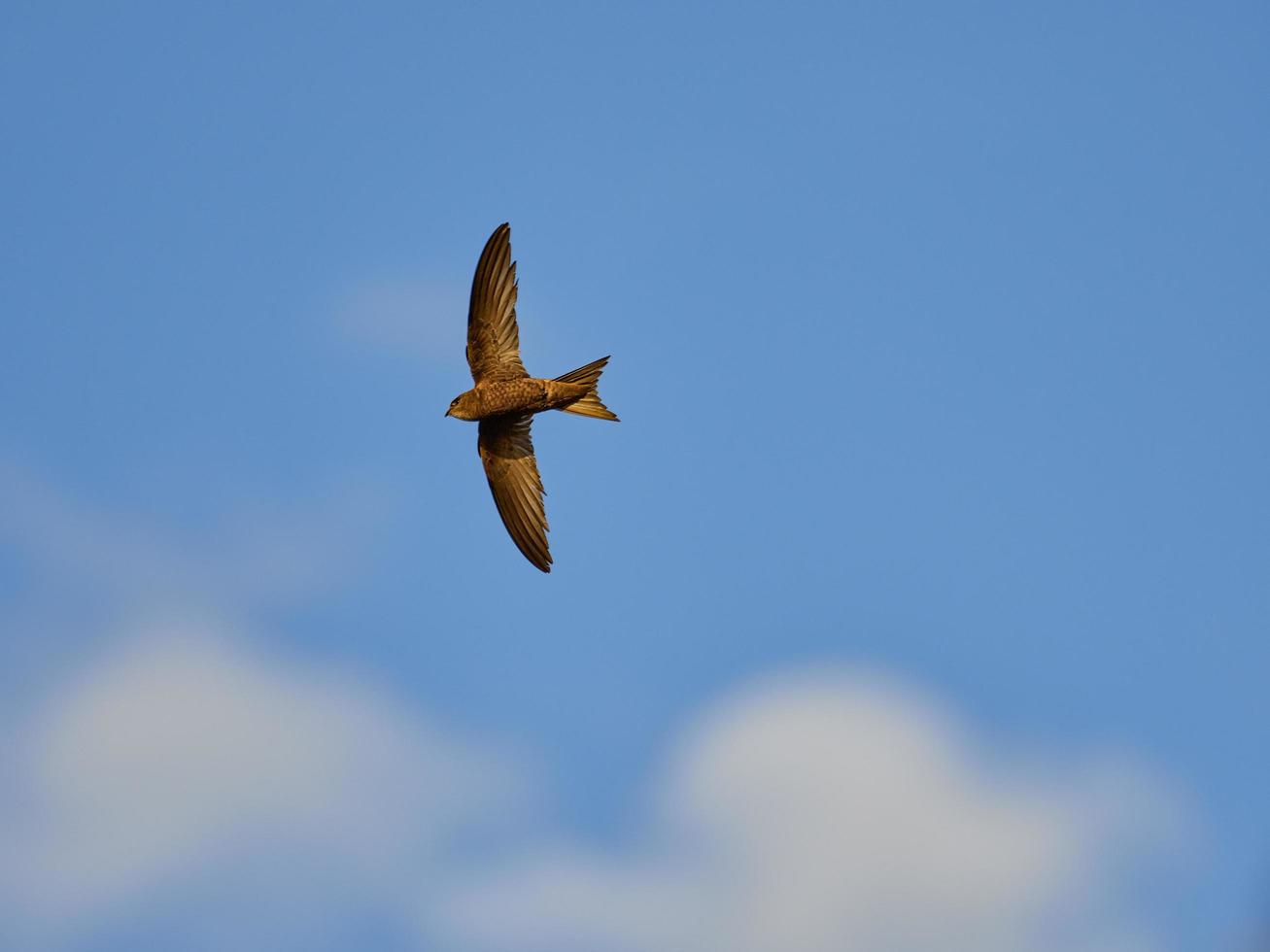 Vencejo común, Apus apus, volando sobre las salinas de Torrevieja, España foto