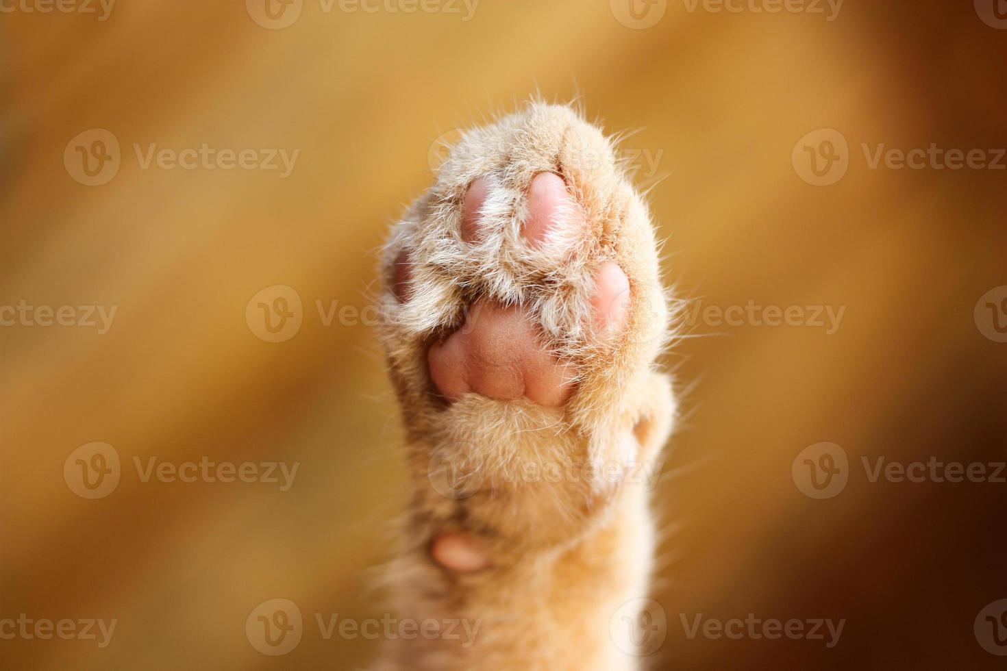 lindo estampado de pata de gato desde abajo con suave pelaje naranja con fondo naranja borroso. foto