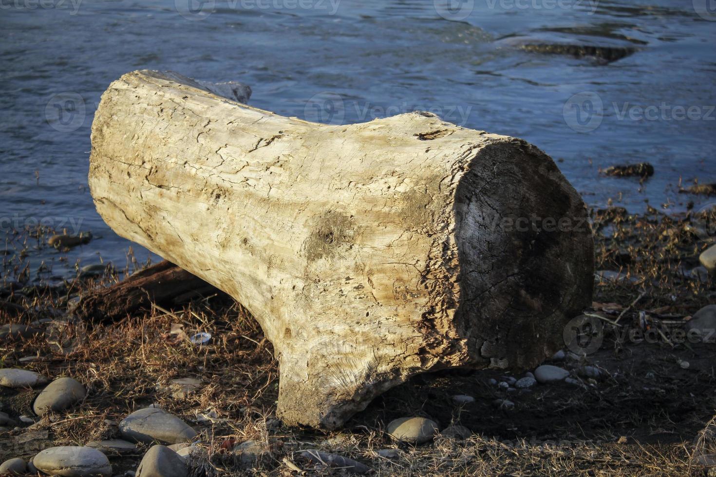 un tronco seco en la orilla de un río. foto