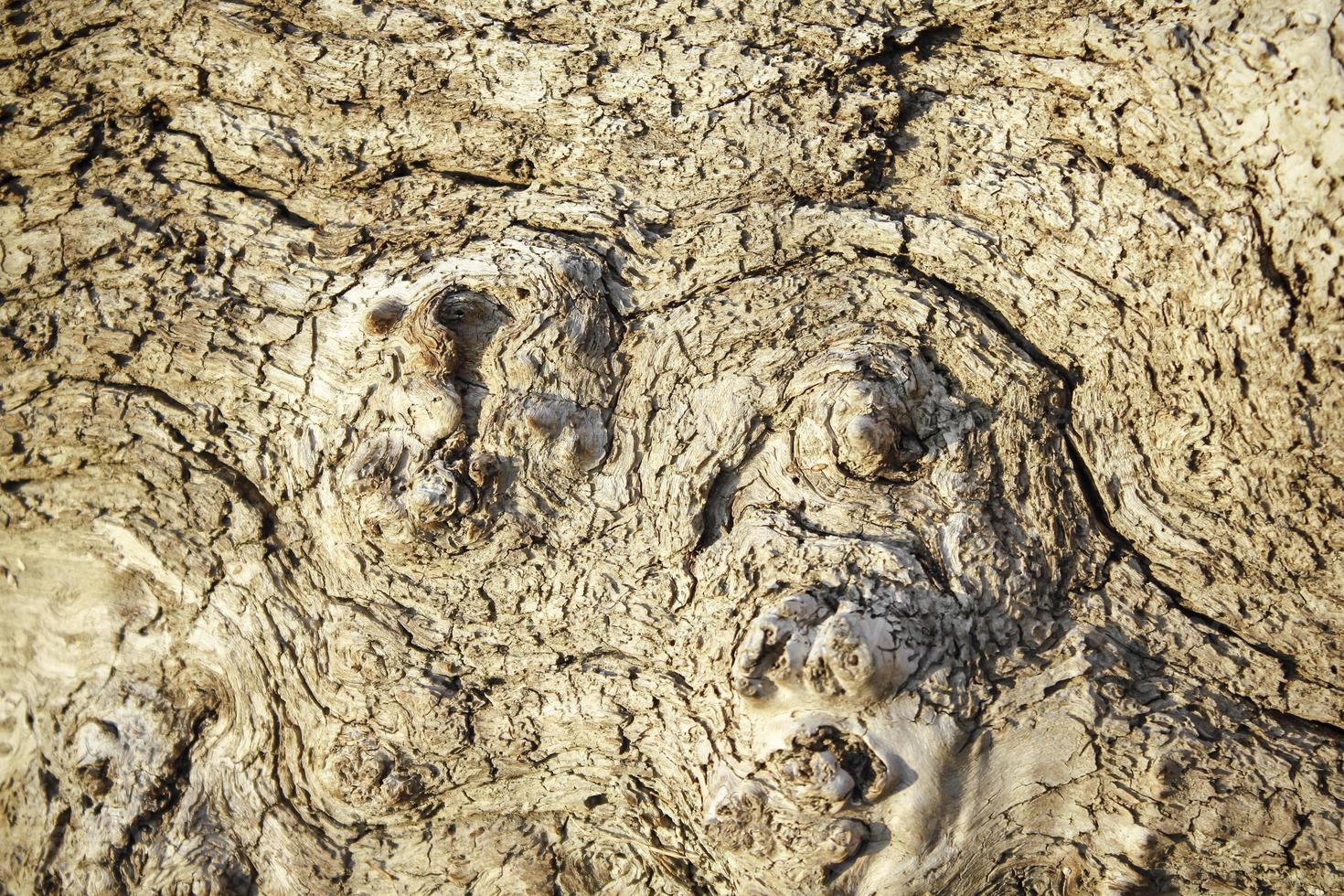 Tree bark with an abstract natural pattern. Tree bark background. photo