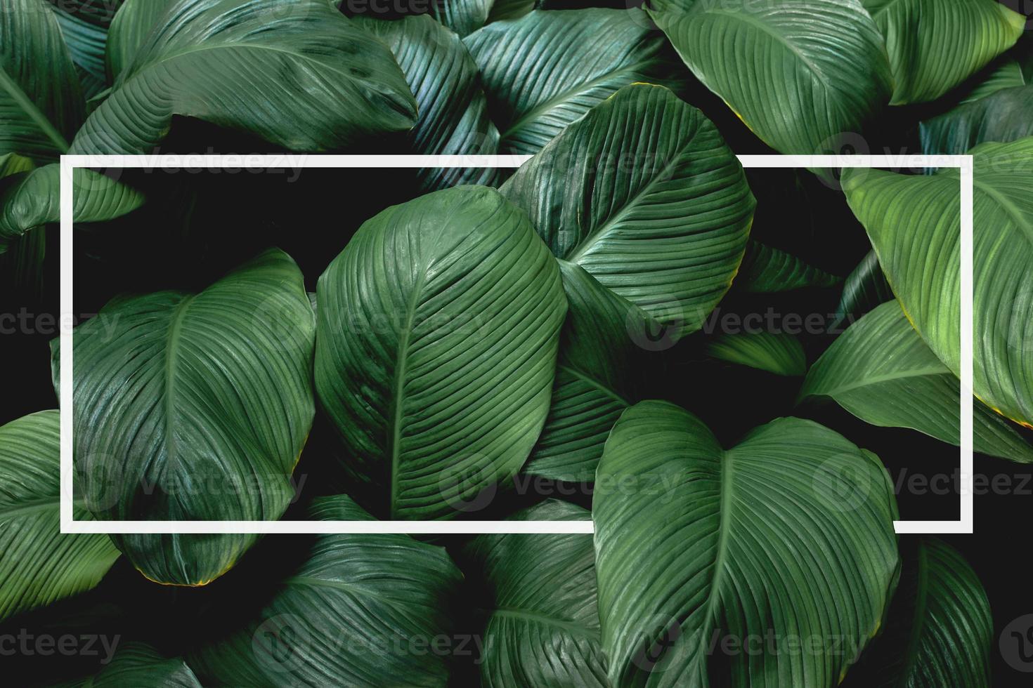 creative layout of tropical leaves Background with white square frame, flat lay photo