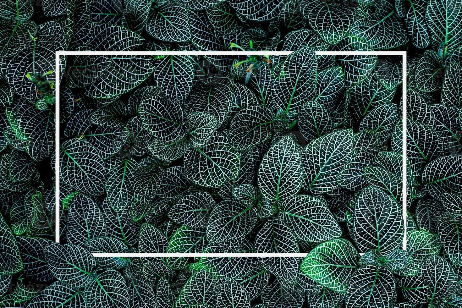 diseño creativo de fondo de hojas tropicales con marco cuadrado blanco, plano foto