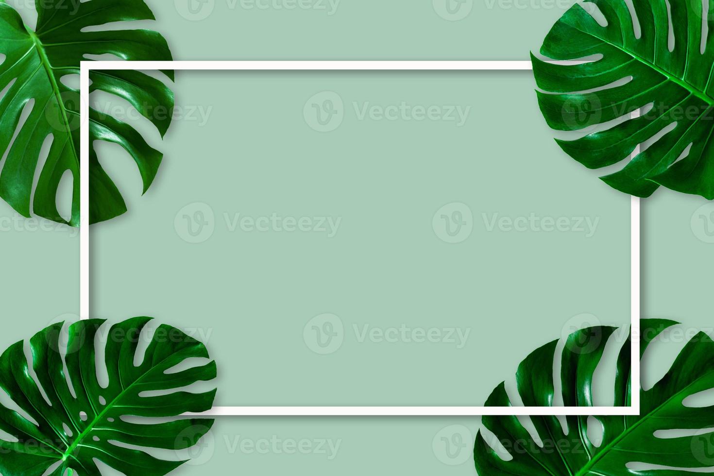 creative layout of monstera leaves Background with white square frame, flat lay photo