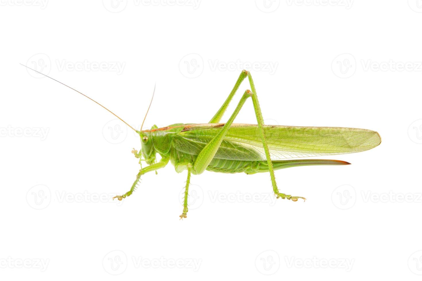 Green grasshopper isolated on a white photo