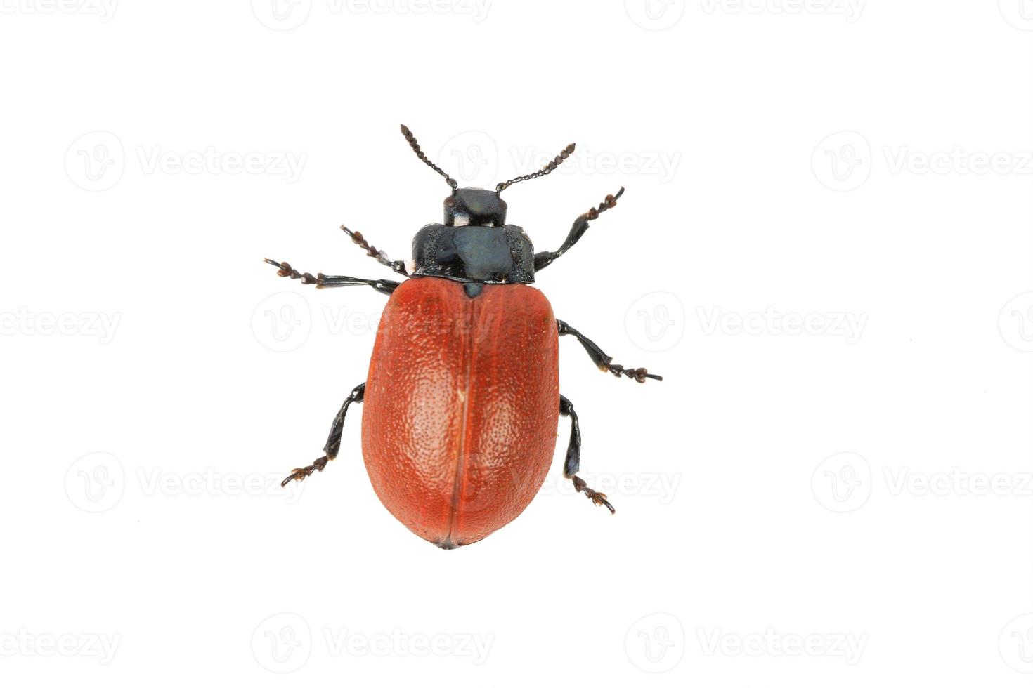 broad-shouldered leaf beetle Chrysomela populi on a white background photo