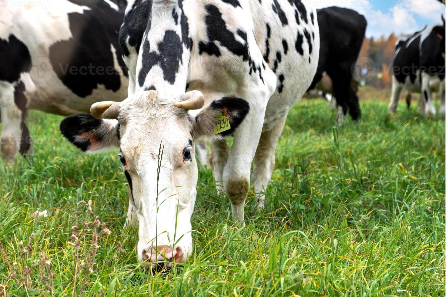 avista vacas pastando en un prado junto con un rebaño de granja foto