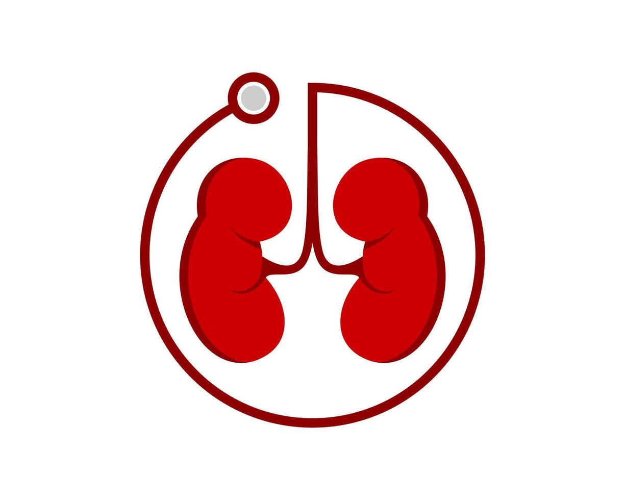 Circular stethoscope with healthy kidney inside vector
